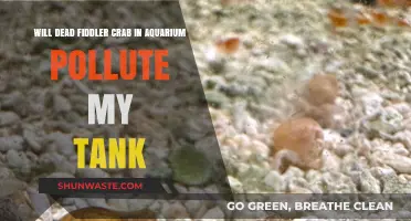 Dead Fiddler Crab in Aquarium: Tank Pollution Risks Explained