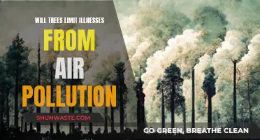Trees: Nature's Air Purifiers Against Illnesses