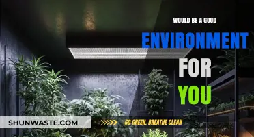 Creating Your Ideal Environment: Tips for Personal and Professional Growth