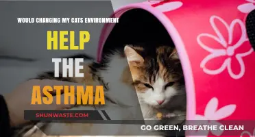 Can a New Environment Ease Your Cat's Asthma Symptoms?