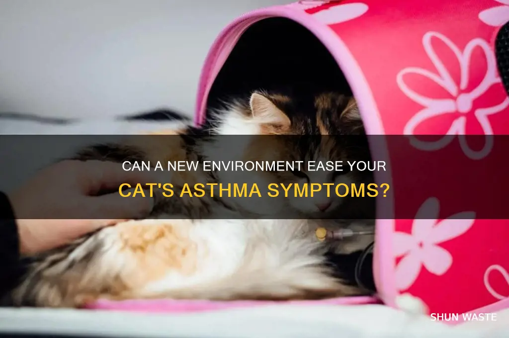 would changing my cats environment help the asthma
