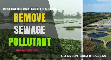 Wetlands: Nature's Most Powerful Sewage Pollutant Remover